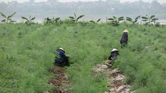 HTX sử dụng nhân công để làm cỏ, hạn chế tối đa việc sử dụng thuốc hóa học để bảo vệ môi trường (Ảnh: TL)