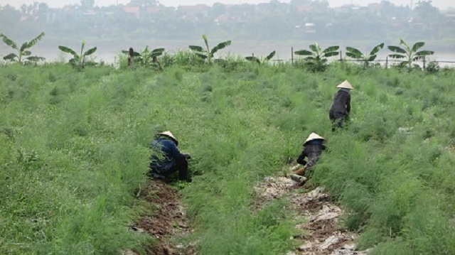 HTX sử dụng nhân công để làm cỏ, hạn chế tối đa việc sử dụng thuốc hóa học để bảo vệ môi trường (Ảnh: TL)