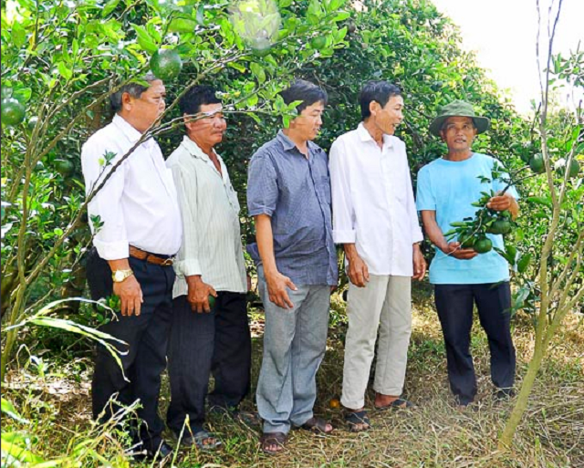 Mô hình trồng cam xen canh bưởi của ông Nguyễn Văn Câu cho thu nhập mỗi năm 1 tỷ đồng (Ảnh: TL)