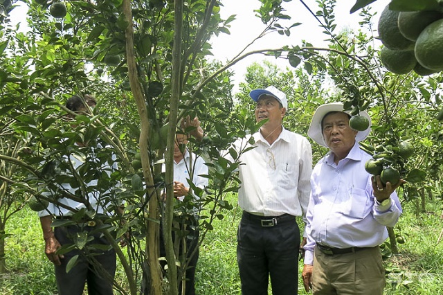 Vườn cam sành áp dụng sản xuất theo tiêu chuẩn VietGAP của thành viên HTX Đại Đoàn Kết (Ảnh: Tư liệu)