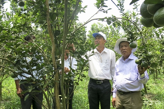 Vườn cam sành áp dụng sản xuất theo tiêu chuẩn VietGAP của thành viên HTX Đại Đoàn Kết (Ảnh: Tư liệu)