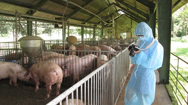 Giá heo hơi vẫn tăng mạnh, tiến gần mốc 100.000 đồng/kg (Ảnh Internet)