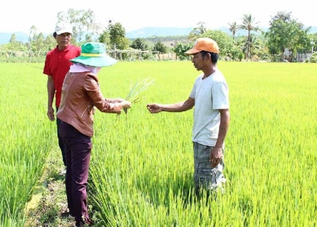 Cán bộ nông nghiệp huyện Mang Yang hướng dẫn kỹ thuật chăm sóc lúa cho người dân xã Ayun (Ảnh: TL)