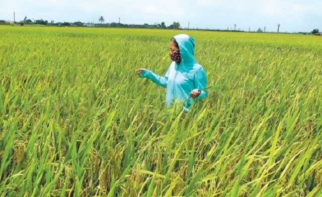 HTX Bình Định đã có cán bộ trẻ về hỗ trợ sản xuất kinh doanh từ đầu năm 2019 (Ảnh: TL)