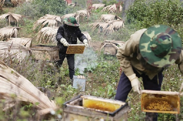 Nuôi ong cho hiệu quả kinh tế nhưng tiềm ẩn nguy cơ mất an toàn lao động (Ảnh: Tư liệu)