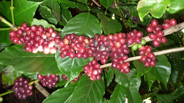 Giá cà phê trong nước lao dốc mạnh, theo đà thế giới,(Ảnh Internet)