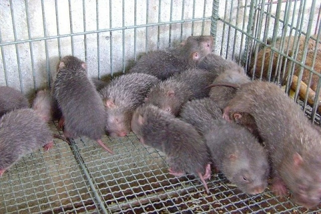 Dúi là một trong những vật nuôi HTX Bảo Lâm tập trung phát triển để nâng cao thu nhập (Ảnh: TL)