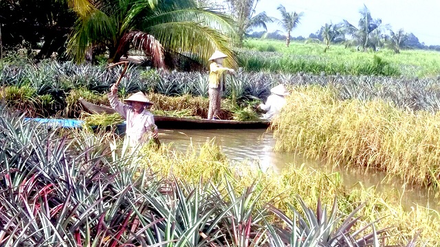 HTX Phước An ra đời góp phần nâng cao nâng suất, chất lượng sản phẩn cho người dân (Ảnh:Internet)