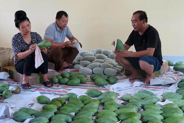 Thành viên HTX Bảo Lâm phân loại và đóng gói xoài (Ảnh: TL)