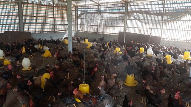 HTX dịch vụ chăn nuôi gà ta Thanh Hóa đạt doanh thu hàng tỷ đồng mỗi tháng (Ảnh: Tư liệu)