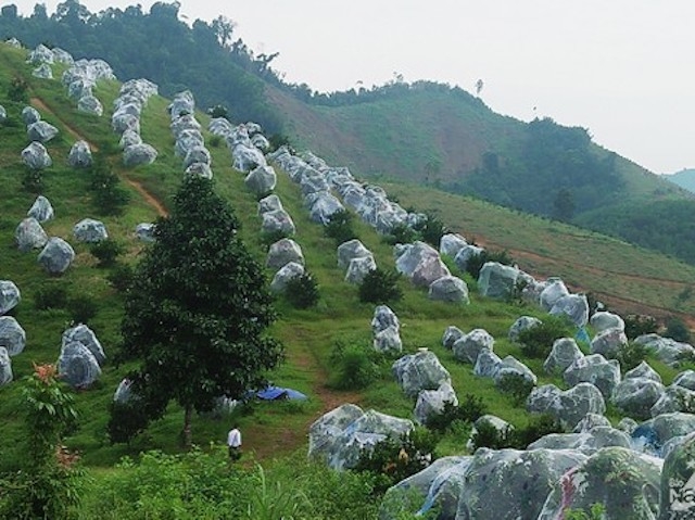 Vào thời gian đậu quả, những cây cam sẽ được mắc 1 chiếc màn để tránh sâu bọ đục khoét (Ảnh: TL)