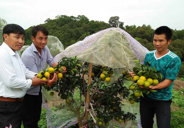 Hiệu quả từ cách trồng cam sạch một cách sáng tạo đã mang lại giá trị và thương hiệu cho cam Thanh Đức (Ảnh: TL)
