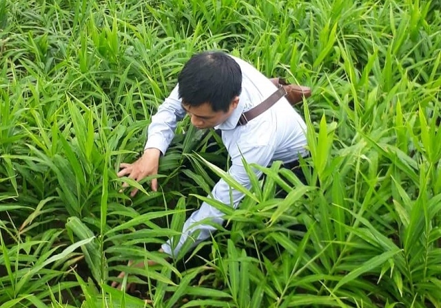 Giá gừng củ của HTX Nông nghiệp Hương Sơn tăng mạnh nhờ chỉ dẫn địa lý Gừng Kỳ Sơn (Ảnh: TL)