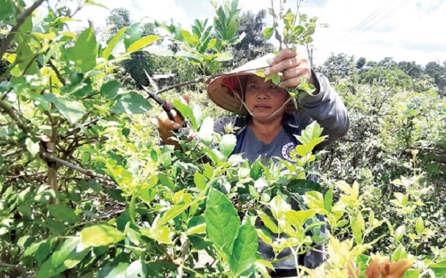 Cùng với keo nguyên liệu, chè dây Razéh được định hướng là cây chủ lực xóa đói giảm nghèo (Ảnh: TL)