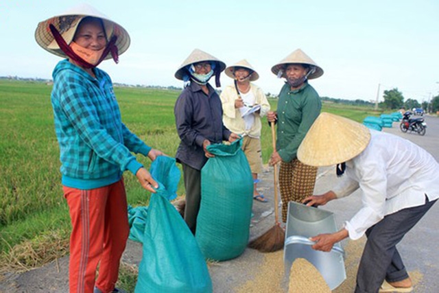 Các thành viên HTX Đại Phong hết sức phấn khởi vì năm nay lúa được mùa (Ảnh: TL)