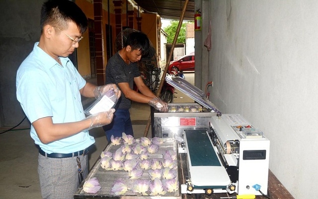 Anh Phạm Kim Tiến, Giám đốc Hợp tác xã (HTX) Sen quê Bác đang kiểm tra sản phẩm trà ướp bông sen của HTX được sử dụng công nghệ sấy thăng hoa.