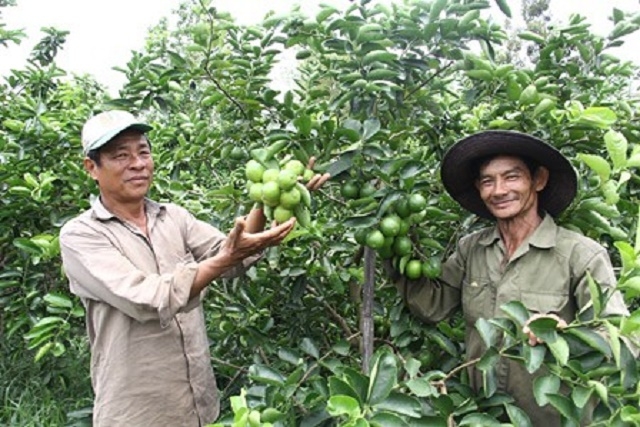 HTX Thạnh Phước áp dụng tiêu chuẩn VietGAP vào quy trình sản xuất chanh không hạt (Ảnh: Tư liệu)