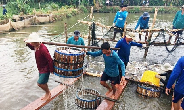 HTX Thủy sản Đại Thắng thành công nhờ tổ chức hoạt động theo chuỗi khép kín an toàn (Ảnh: TL)