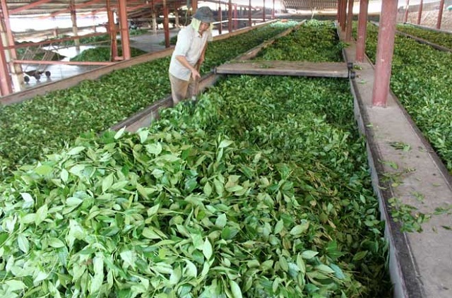 Hàng năm, HTX thu mua khoảng trên 4.000 tấn chè búp tươi (Ảnh: TL)