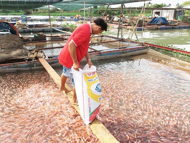 Mô hình nuôi cá lồng bè tại Long Hồ đang cho hiệu quả cao (Ảnh tư liệu)