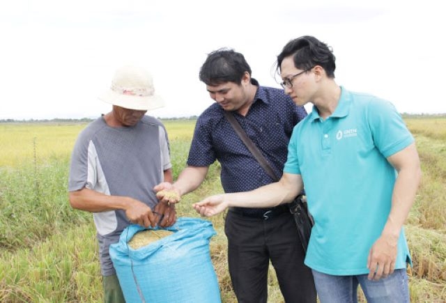 HTX bao tiêu toàn bộ sản phẩm với giá 9.000 đồng/kg lúa tươi ST24, cao hơn từ 1,5 - 2 lần so với các loại lúa khác (Ảnh: TL)