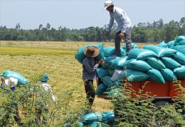 Mô hình liên kết sản xuất lúa hữu cơ đem lại nhiều lợi ích về kinh tế, xã hội, môi trường (Ảnh: TL)