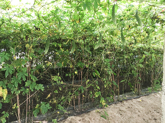 Mô hình sản xuất mướp đắng ở HTX nông nghiệp Lại An theo phương pháp hữu cơ (Ảnh:TL)