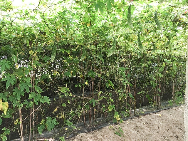 Mô hình sản xuất mướp đắng ở HTX nông nghiệp Lại An theo phương pháp hữu cơ (Ảnh:TL)