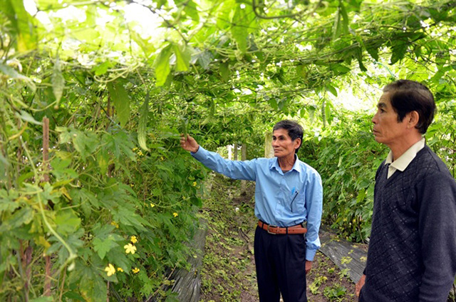 Mô hình trồng mướp đắng trong nhà lưới cho năng suất cao, sản phẩm sạch, an toàn (Ảnh:TL)