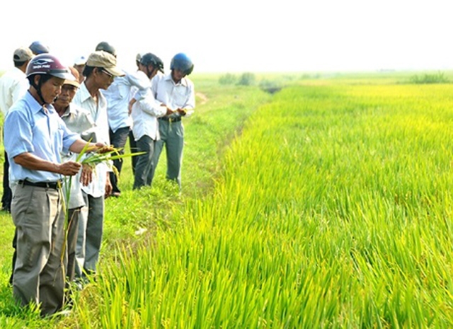 Nông dân tham khảo mô hình sản xuất giống lúa cho năng suất cao tại HTX nông nghiệp Phú Lương 1, huyện Phú Vang (Ảnh: TL)