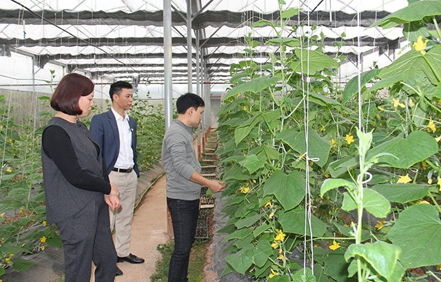 Sản xuất nông sản sạch cần phải có sự liên kết mới mang lại hiệu quả bền vững (Ảnh: Phạm Duy)