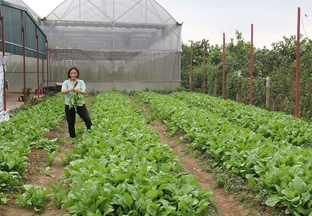 Sản xuất nông sản an toàn của các HTX, THT cần có đầu ra ổn định (Ảnh: Phạm Duy)