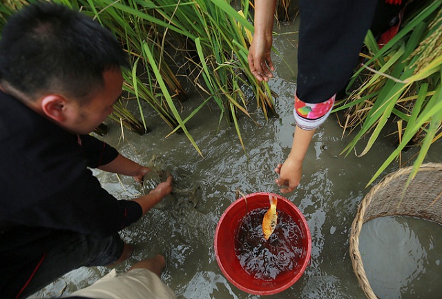 Trồng lúa hữu cơ góp phần nâng cao chất lượng môi trường sinh thái