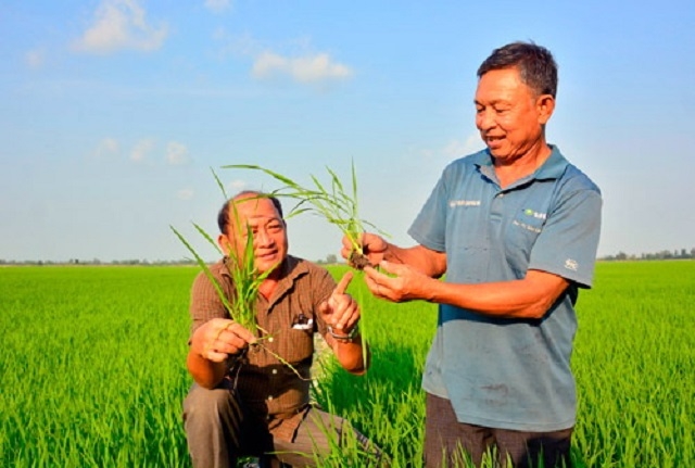 HTX nông nghiệp Kênh 5B đã và đang thể hiện vai trò rõ nét trong tái cơ cấu nông nghiệp (Ảnh: Internet)