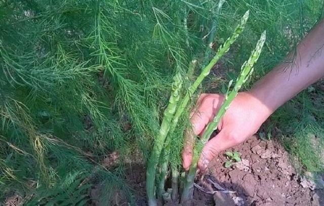 Sản xuất hữu cơ không chỉ nâng cao chất lượng nông sản mà còn bảo đảm an toàn cho người lao động