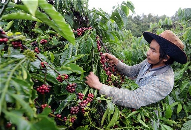 Các địa phương cùng chung tay vào cuộc biến lợi thế thành sản phẩm OCOP cụ thể (Ảnh: TL)