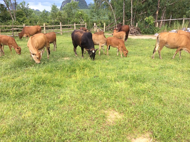 Chăn nuôi bò tại Tuần Giáo phát triển, có sự hỗ trợ từ Dự án LPS