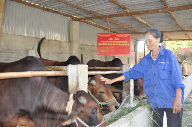 Tăng cường chăn nuôi thâm canh bò thịt và cải thiện liên kết thị trường