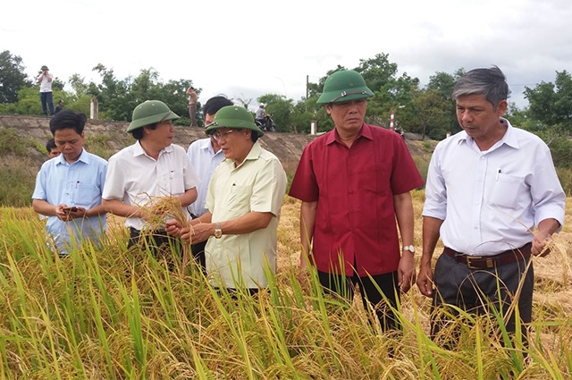Lãnh đạo tỉnh Quảng Trị thăm mô hình cấy lúa chất lượng cao của các HTX ở huyện Hải Lăng (Ảnh: TL)