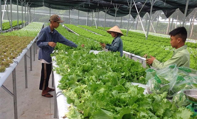 Quảng Trị cũng đang phát triển các mô hình trồng rau liên kết công nghệ cao của HTX để góp phần nâng cao thu nhập (Ảnh: TL)