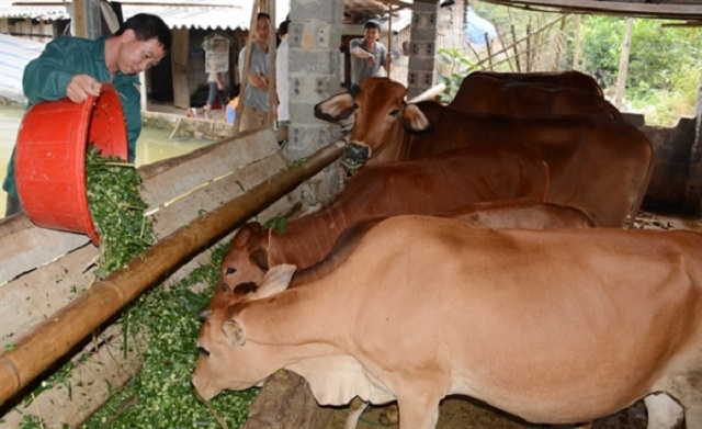 Nuôi bò BBB theo quy trình khép kín giúp bảo vệ môi trường (Ảnh: TL)