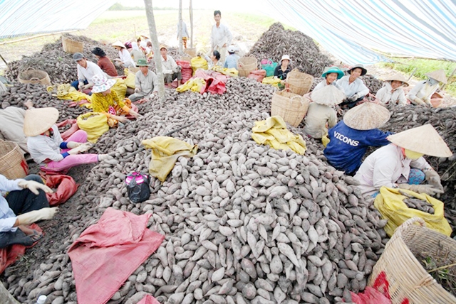 Khoai lang của HTX có chất lượng cao nhờ sản xuất an toàn theo hướng VietGAP (Ảnh Tư liệu)