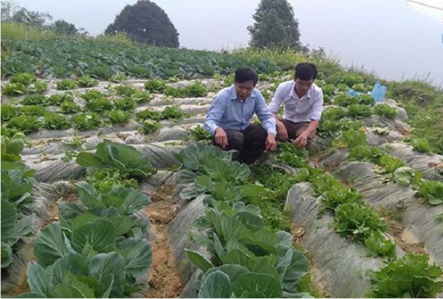 Xã Hồng Thái có nhiều lợi thế phát triển nông nghiệp với các vùng chuyên canh cây trồng đặc sản (Ảnh: Tư liệu)