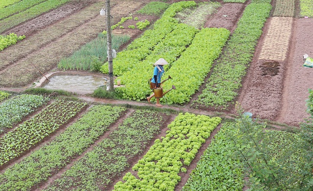 Người dân Vũ Phúc đẩy mạnh thâm canh, tăng vụ để nâng cao hiệu quả kinh tế (Ảnh: TL)