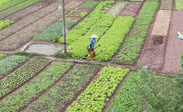 Người dân Vũ Phúc đẩy mạnh thâm canh, tăng vụ để nâng cao hiệu quả kinh tế (Ảnh: TL)