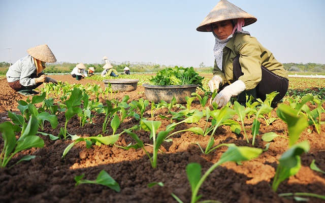 Có HTX, người dân gắn bó với nghề trồng rau màu (Ảnh: TL)