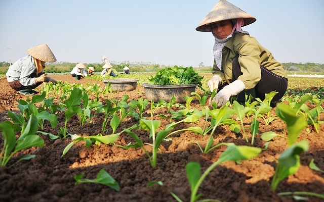 Có HTX, người dân gắn bó với nghề trồng rau màu (Ảnh: TL)