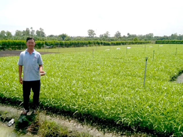 Áp dụng hệ thống tưới tự động trên cây rau muống giúp nâng cao năng suất và giảm chi phí sản xuất (Ảnh: TL)