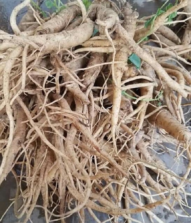 Đẳng sâm Tây Giang (Ảnh: TL)