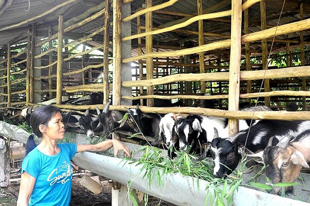 Mô hình nuôi dê an toàn đang có nhiều tiềm năng phát triển ở hai huyện Yên Thế, Tân Yên (Ảnh Tư liệu)